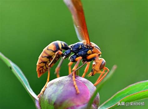 馬蜂築巢|黃蜂 [昆蟲]:馬蜂，學名“胡蜂”，又稱為“螞蜂”或“黃蜂”。。